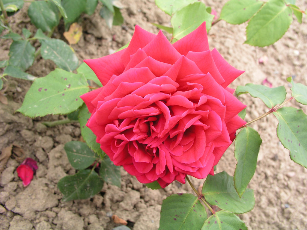 růže Charles Mallerin