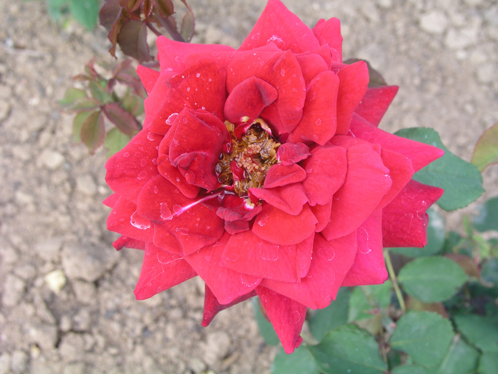 růže Charles Mallerin