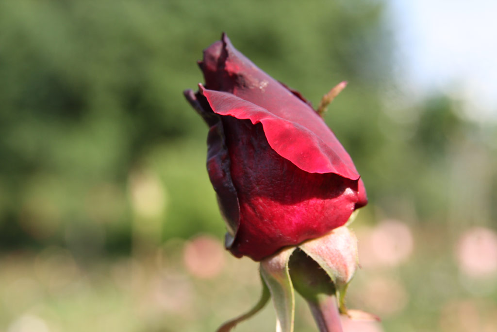 růže Charles Mallerin