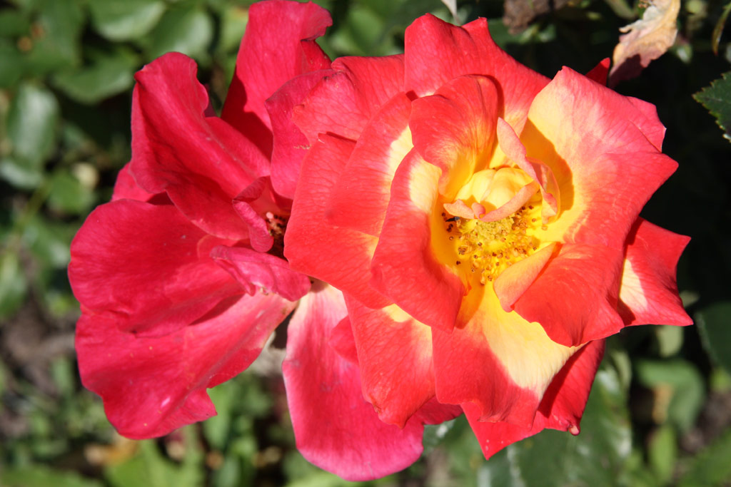 růže Charleston