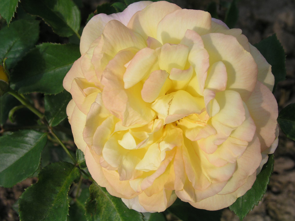 růže Charleston 88