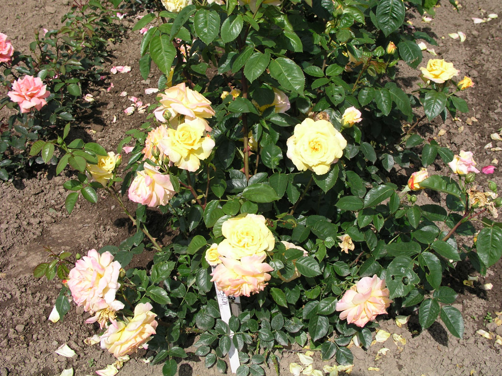 růže Charleston 88