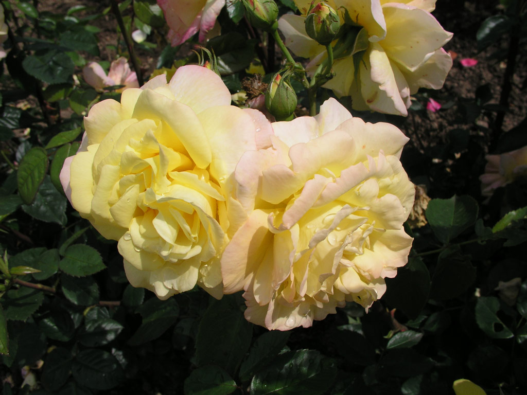 růže Charleston 88