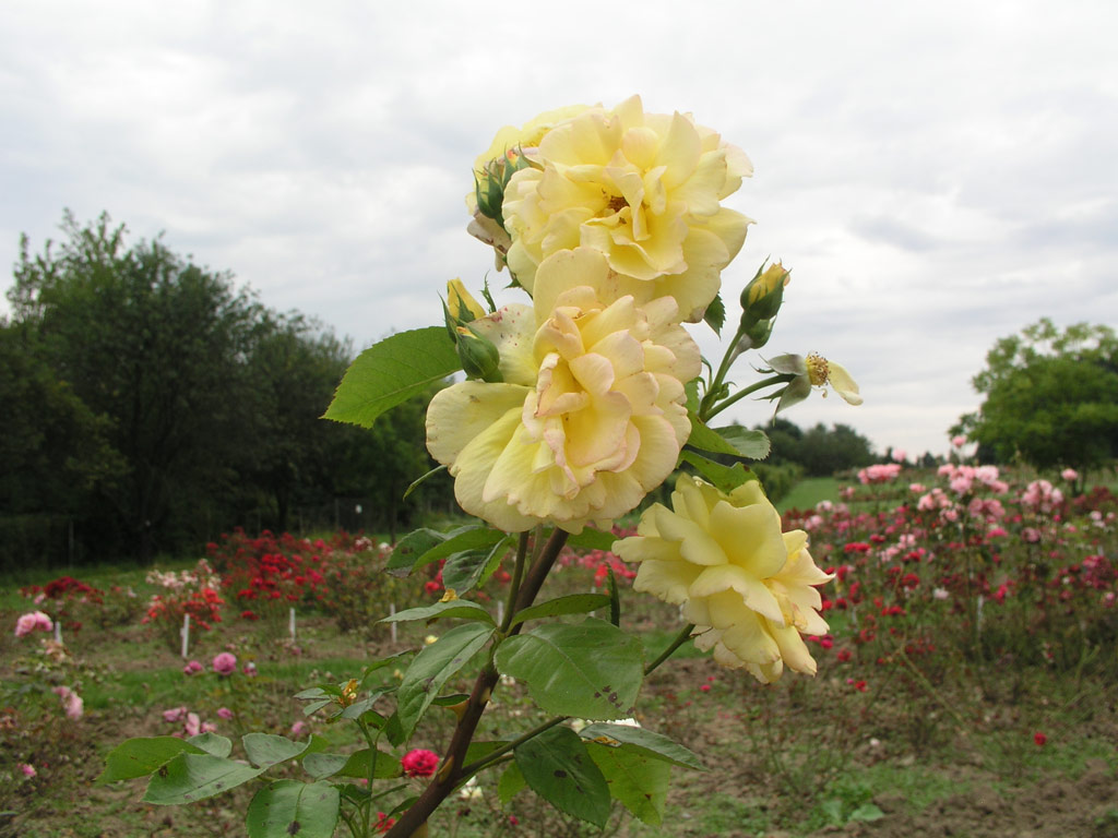 růže Charleston 88