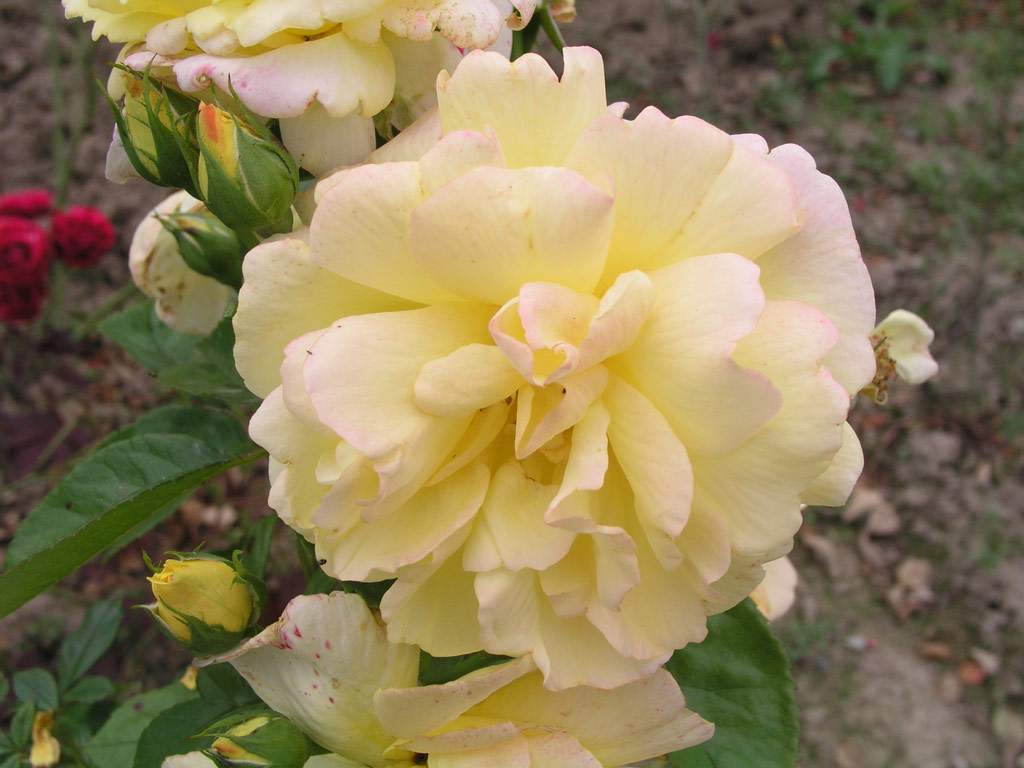 růže Charleston 88