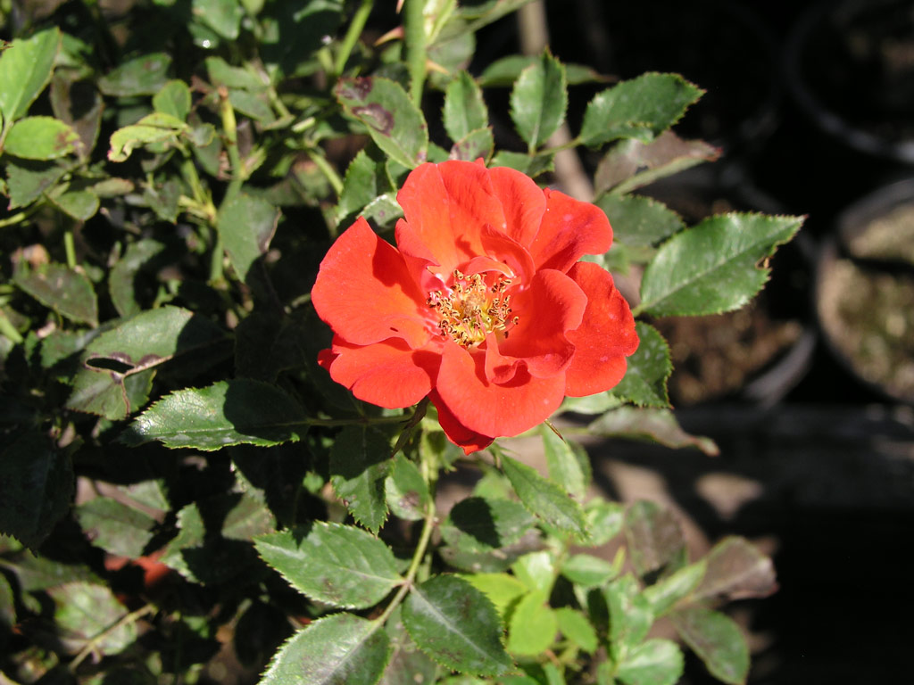 růže Charming Cover