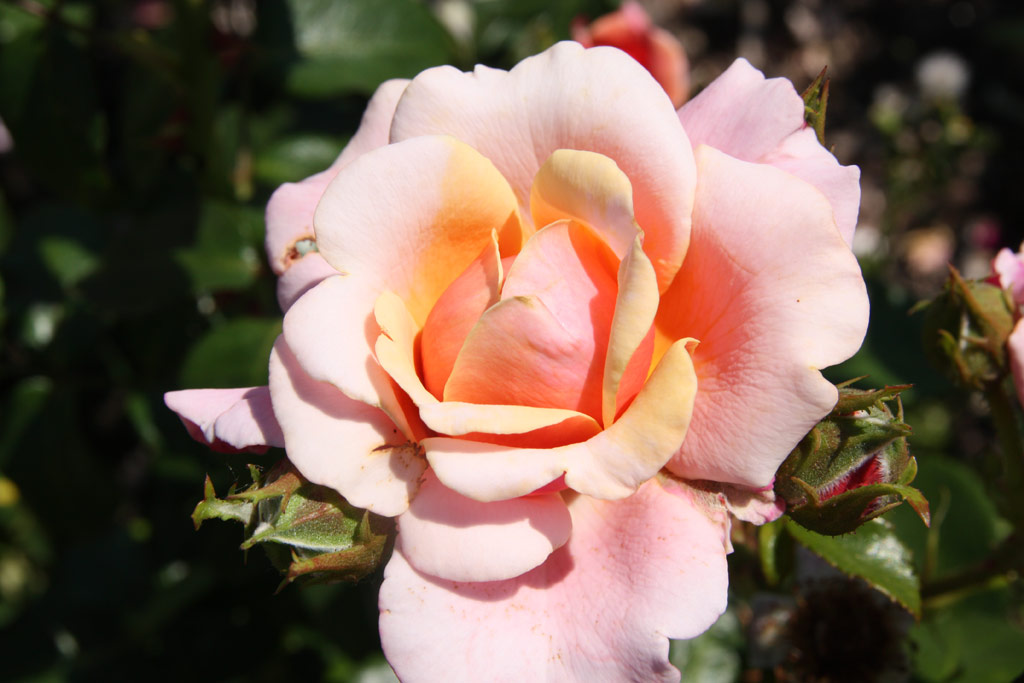 růže Charming Rose