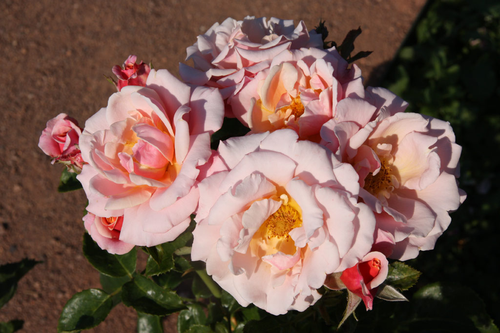 růže Charming Rose