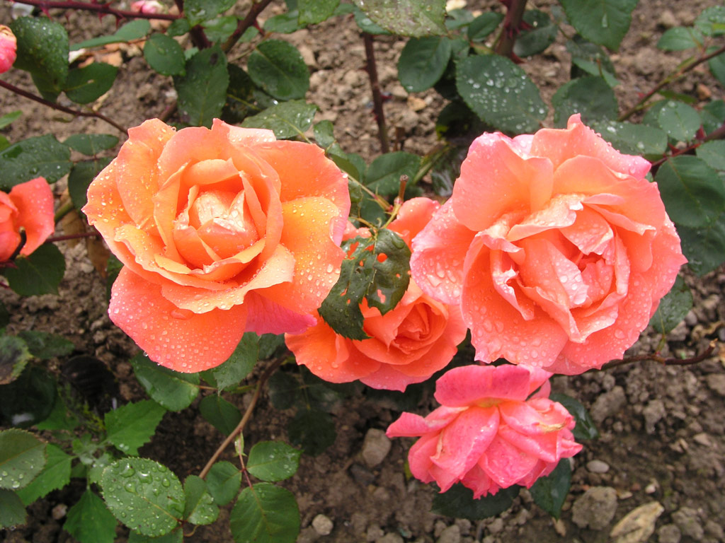 růže Cherry Brandy