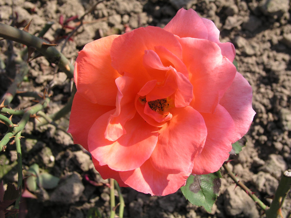 růže Cherry Brandy