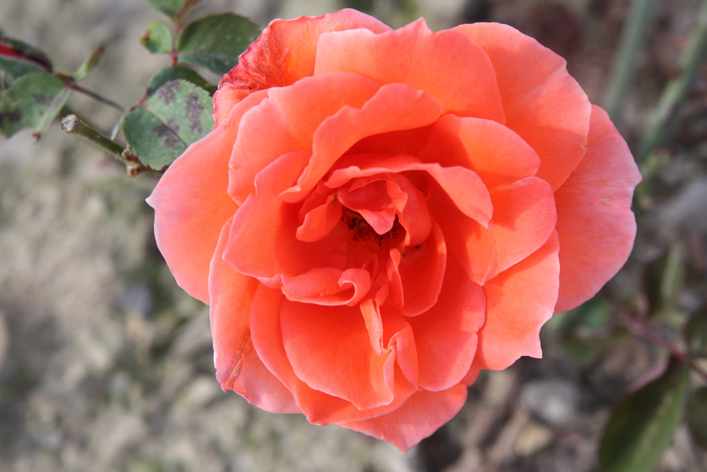 růže Cherry Brandy