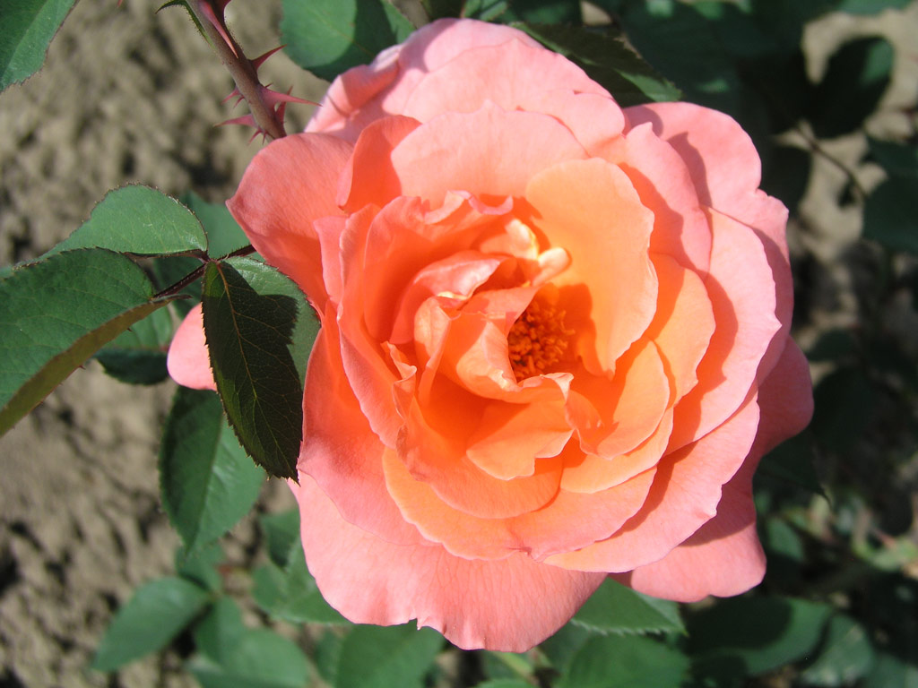 růže Cherry Brandy