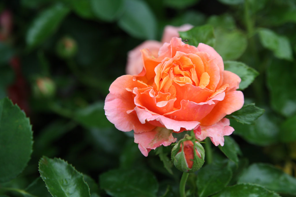 růže Cherry Brandy 85