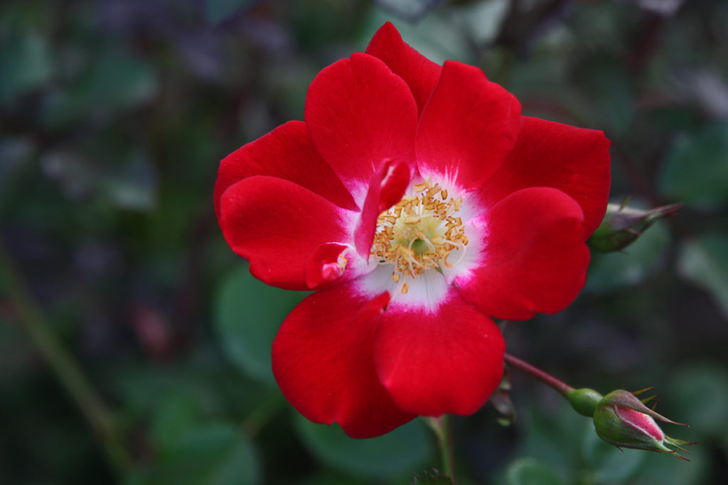 růže Cherry Meidiland