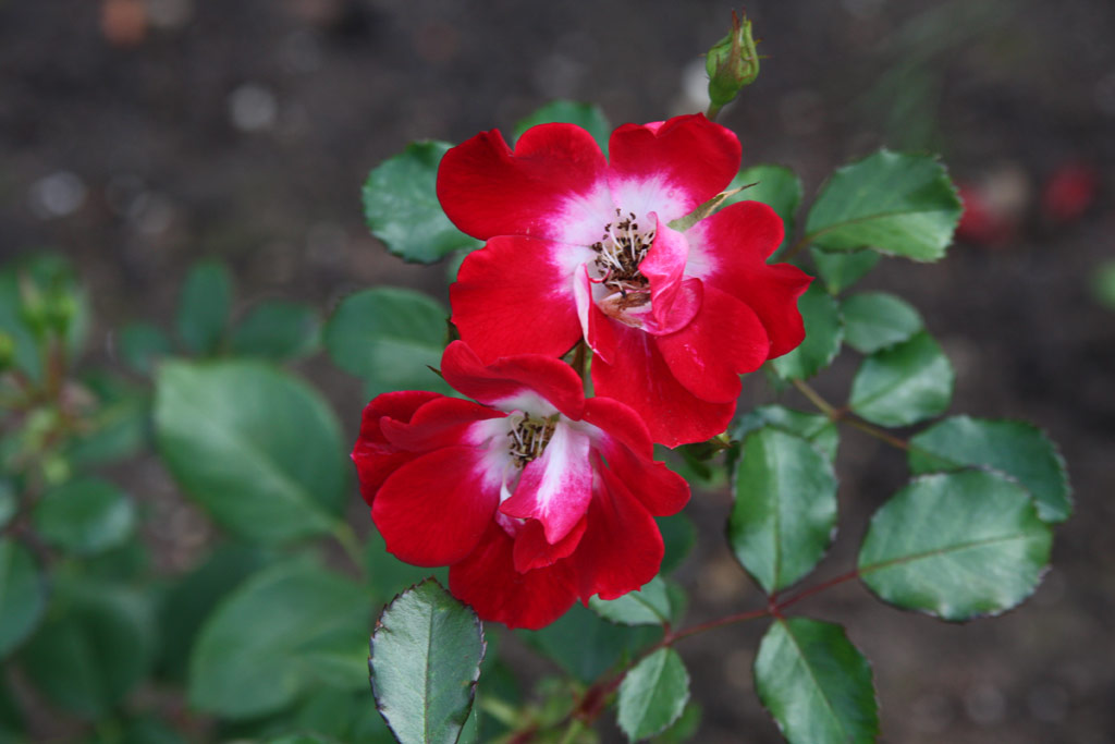 růže Cherry Meidiland