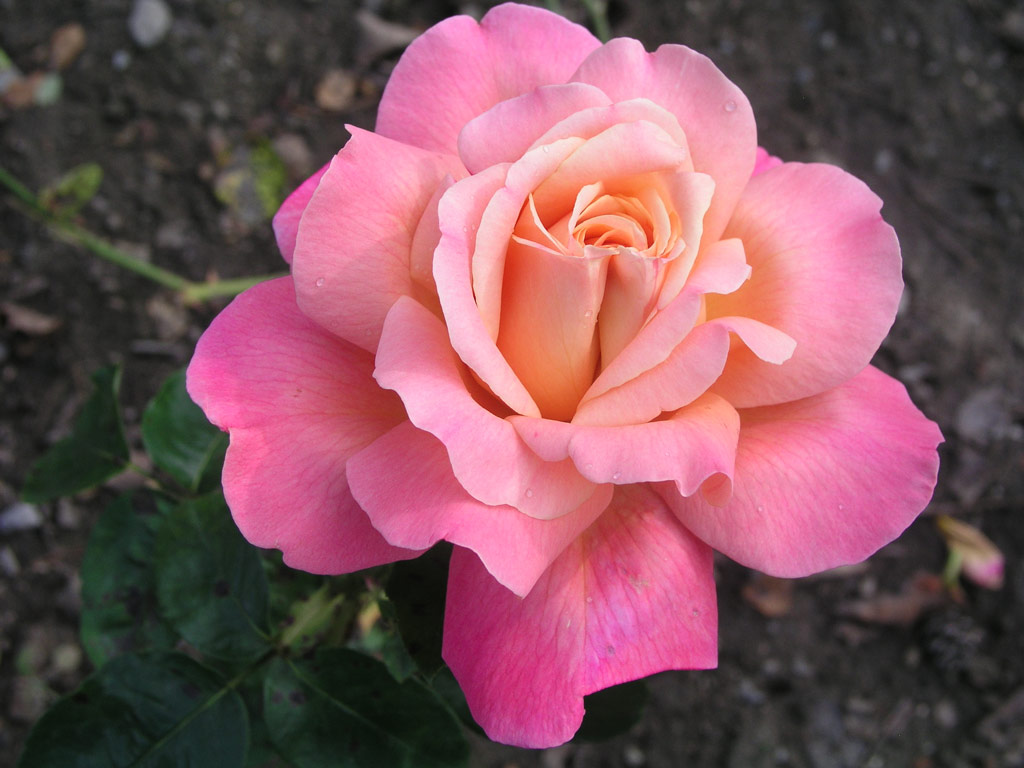 růže Chicago Peace