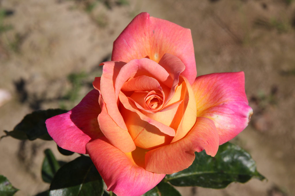 růže Chicago Peace