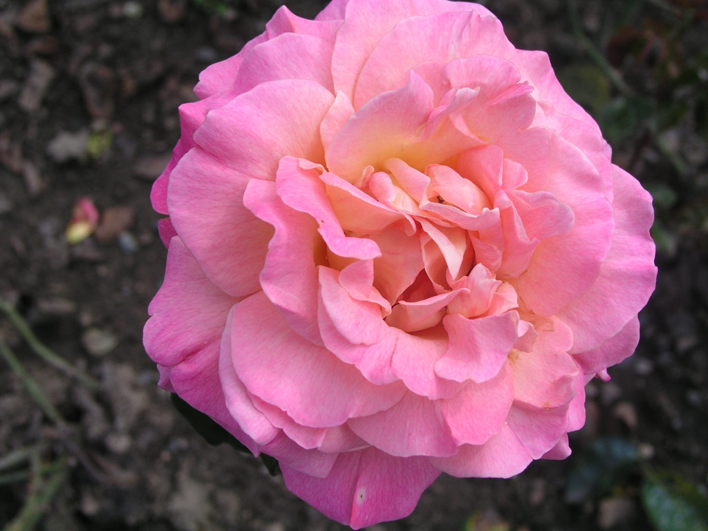 růže Chicago Peace