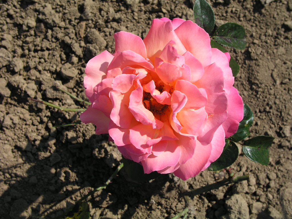 růže Chicago Peace