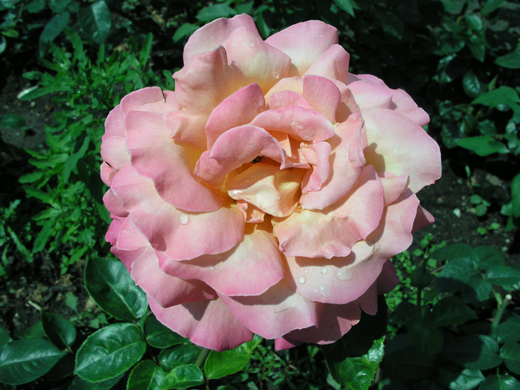 růže Chicago Peace