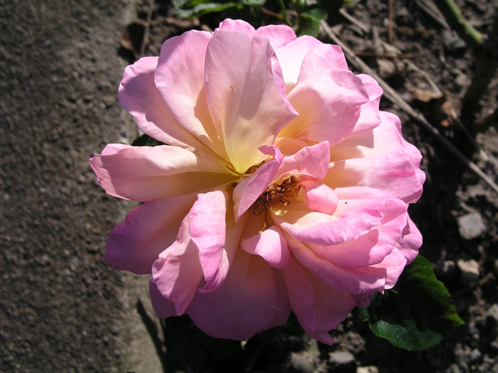 růže Chicago Peace