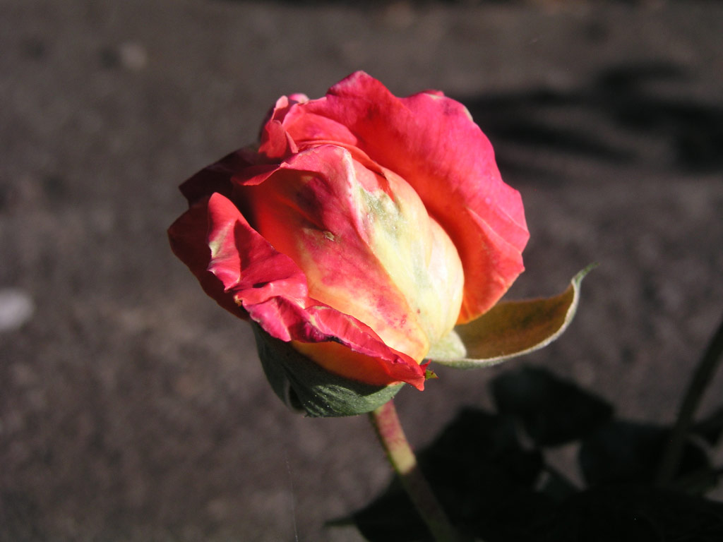 růže Chicago Peace