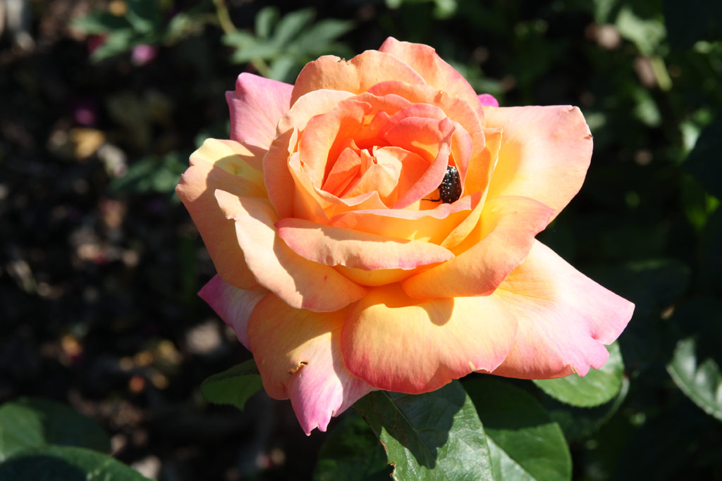 růže Chicago Peace