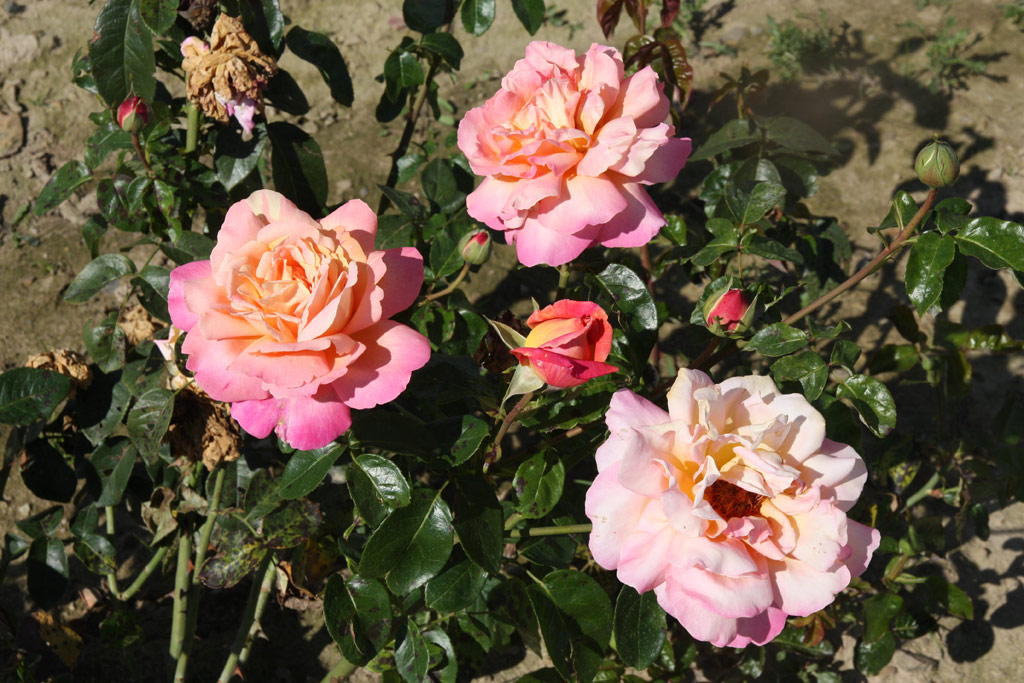 růže Chicago Peace