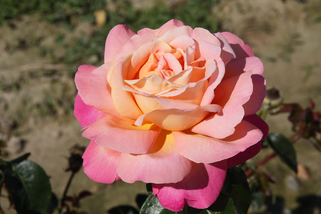 růže Chicago Peace