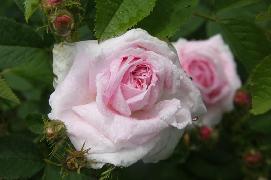 růže Chloris (Descemet)