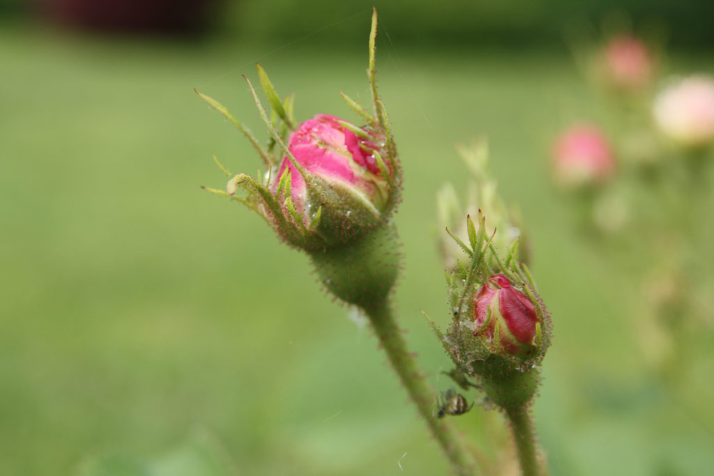 růže Chloris (Descemet)