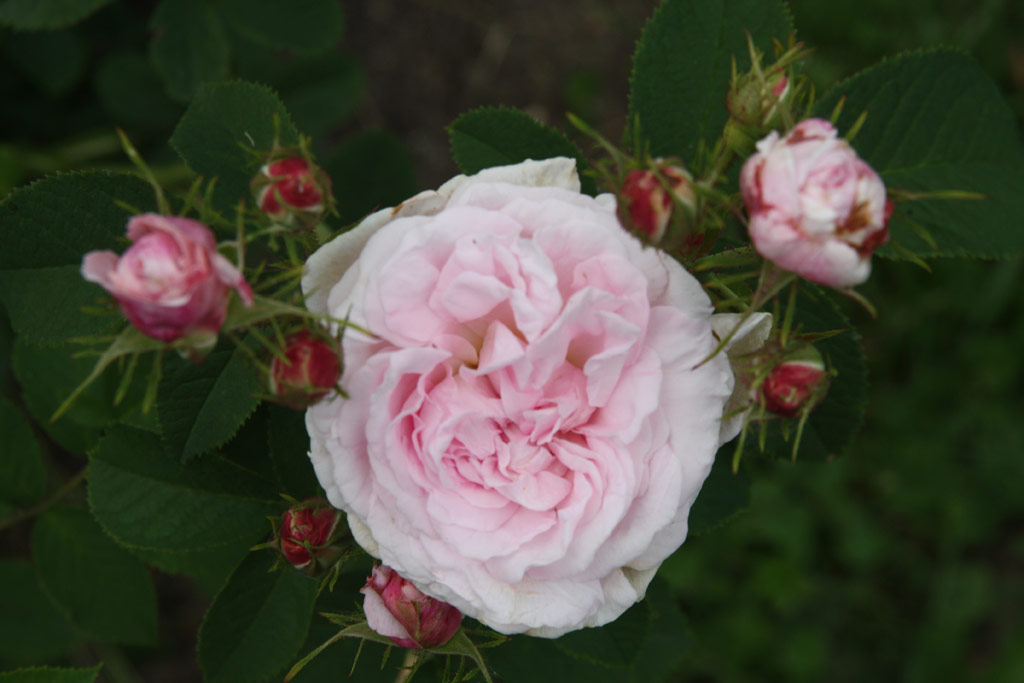 růže Chloris (Descemet)