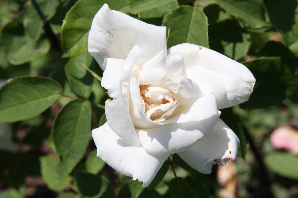 růže Cho? P?stitele