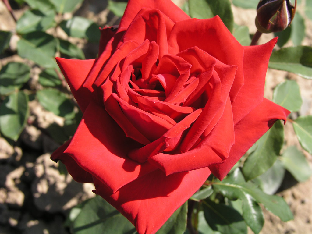 růže Christian Dior