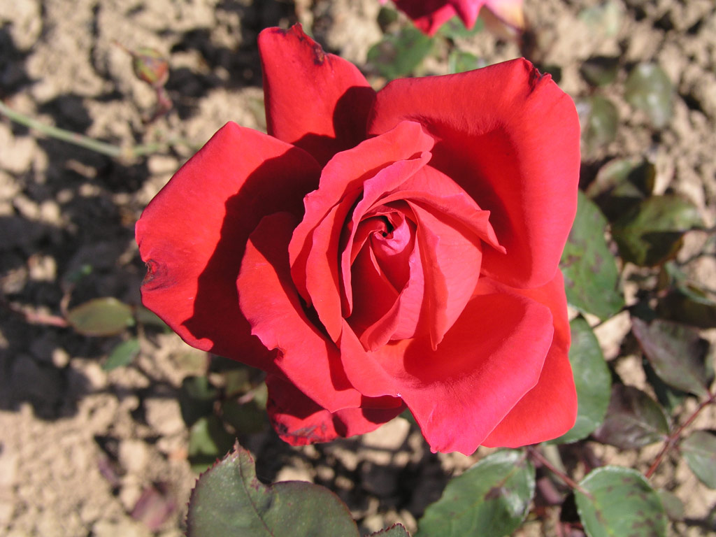 růže Christian Dior