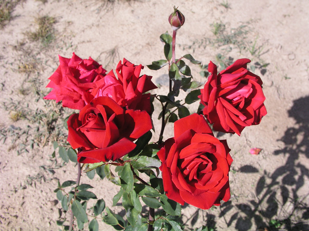 růže Christian Dior