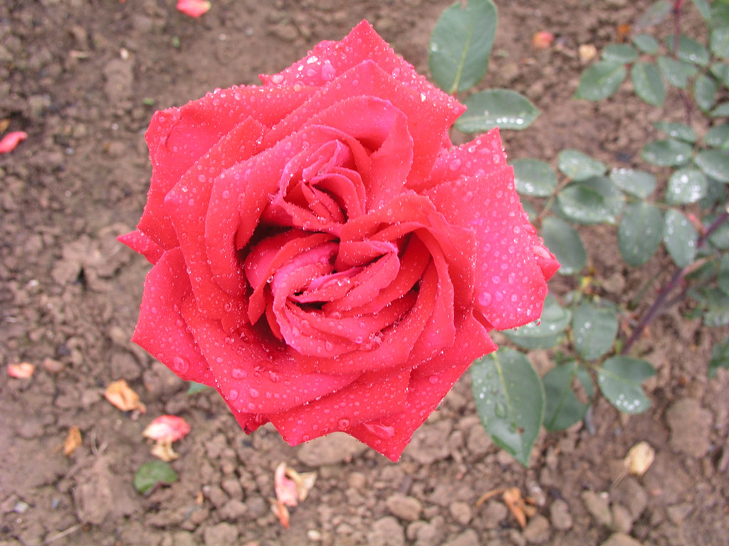 růže Christian Dior