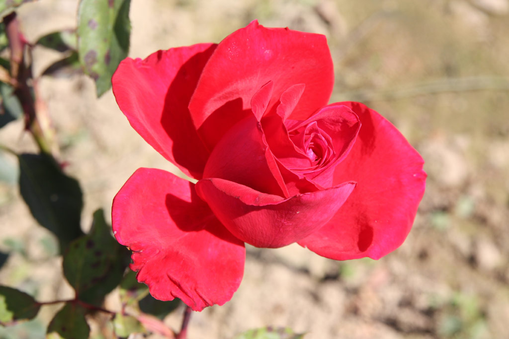 růže Christian Dior