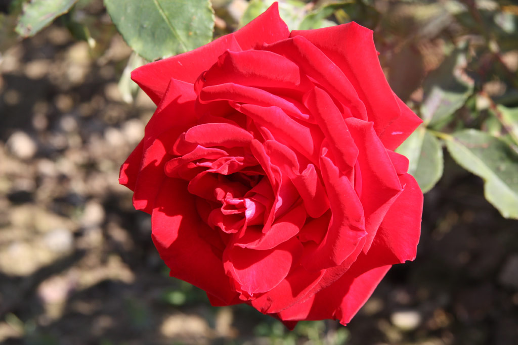 růže Christian Dior