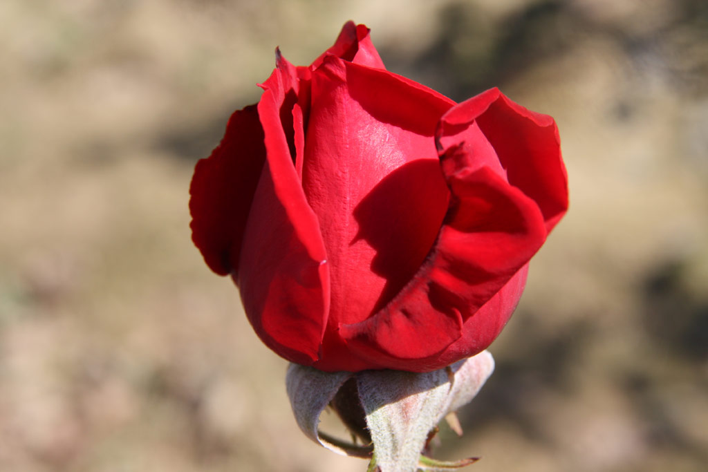 růže Christian Dior