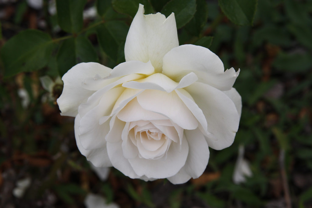 růže Christine Hrbiger