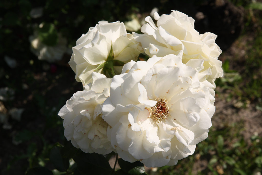 růže Christine Hrbiger