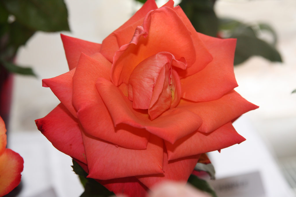 růže Christoph Columbus