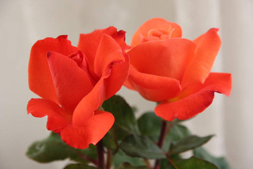 růže Christoph Columbus