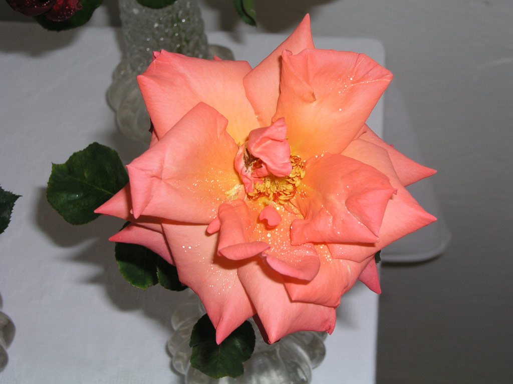 růže Christoph Columbus