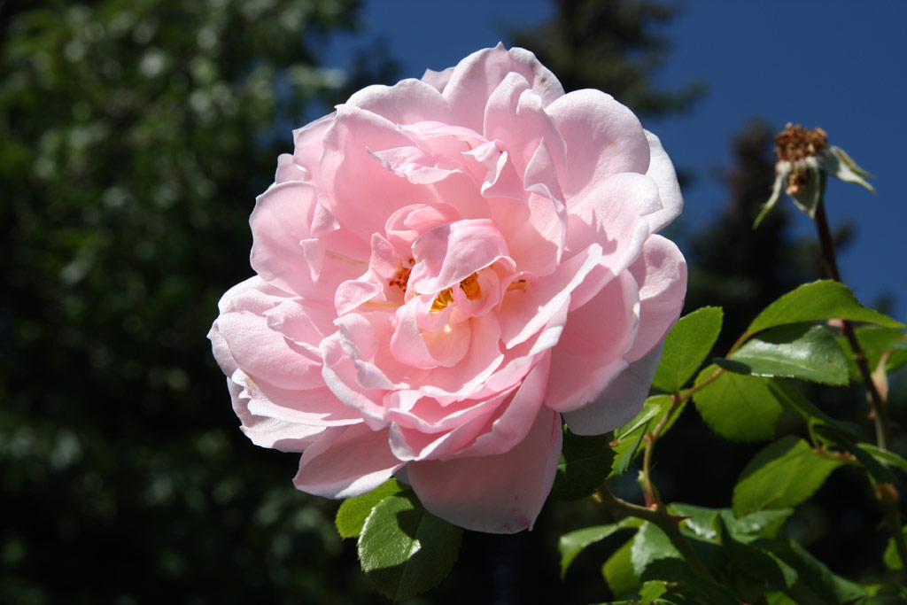 růže Cinderella (Kordes)