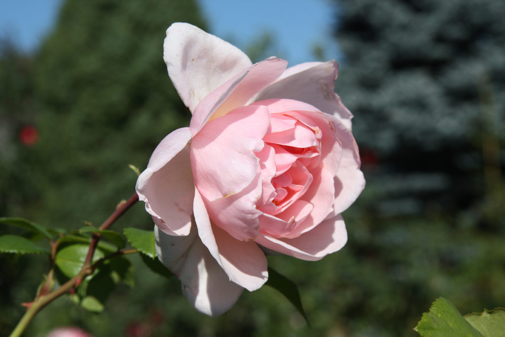 růže Cinderella (Kordes)