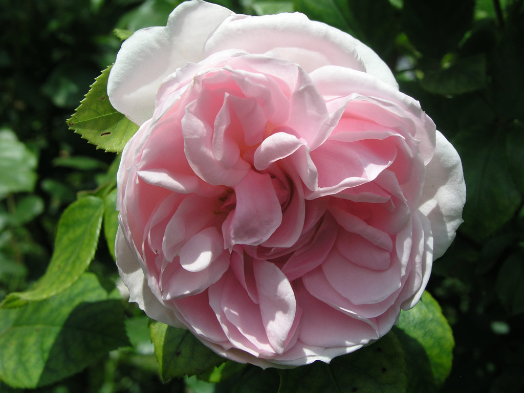 růže Cinderella (Kordes)