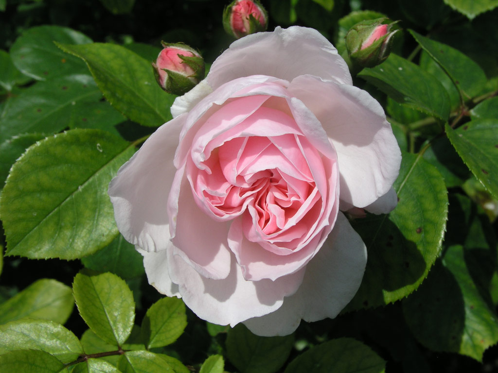 růže Cinderella (Kordes)