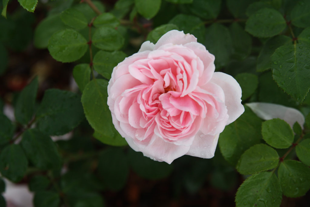 růže Cinderella (Kordes)